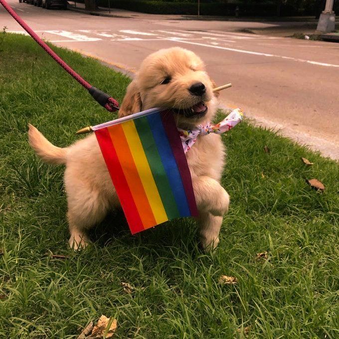 a dog with a rainbow flag on it's back is sitting in the grass