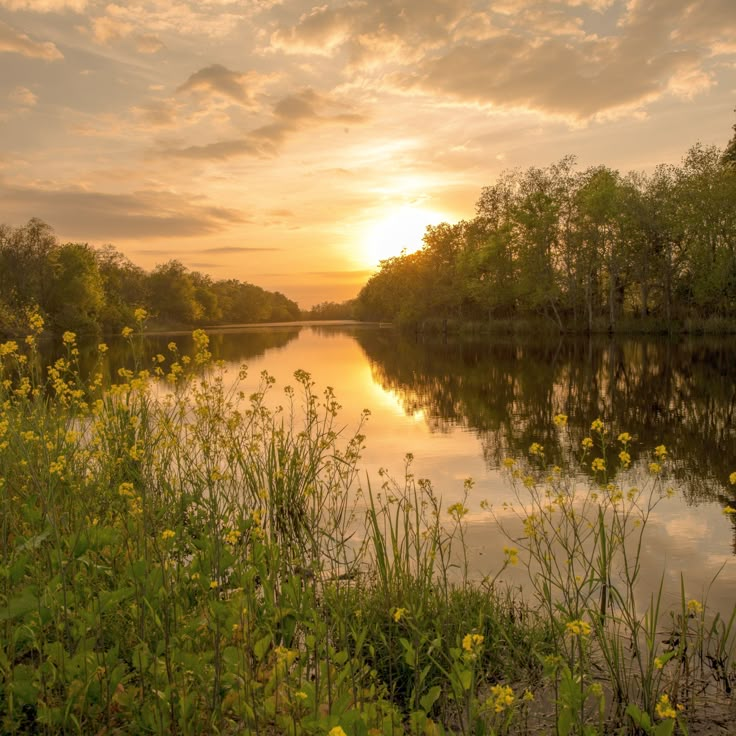 the sun is setting over a lake with wildflowers