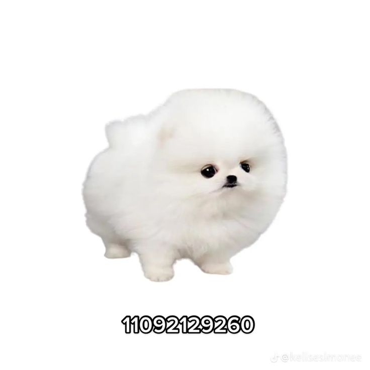 a small white dog standing up against a white background