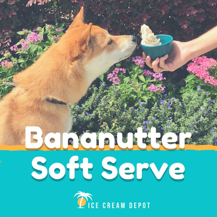 a brown and white dog eating out of a blue bowl with the words banauter soft serve on it