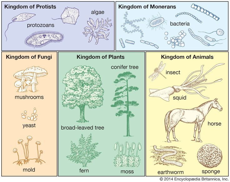 four different types of plants and animals in the same diagram, each with their own name