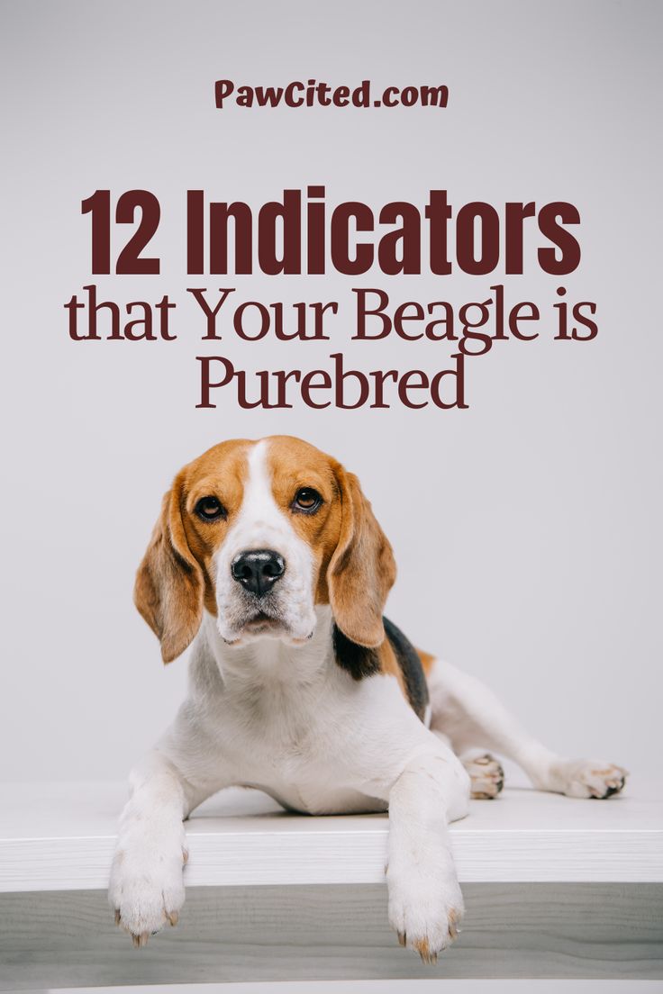 a brown and white dog laying on top of a bed next to the words, 12 indicators that your beagle is purebreed