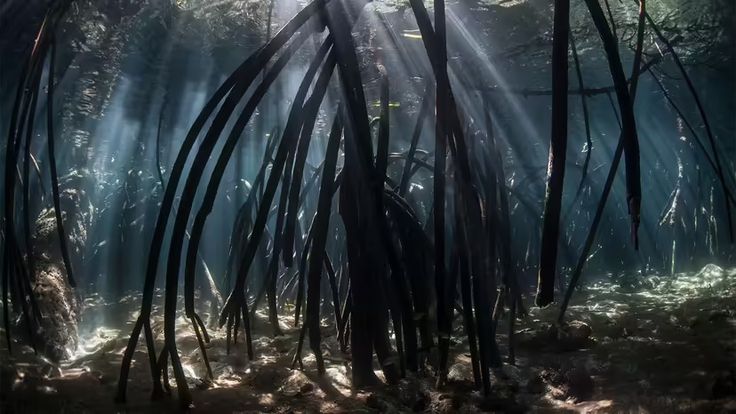 sunlight shines through the trees in an underwater forest