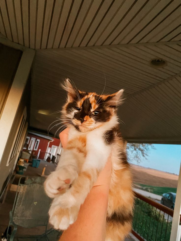 a person holding a kitten up to the ceiling in front of a house with an open door