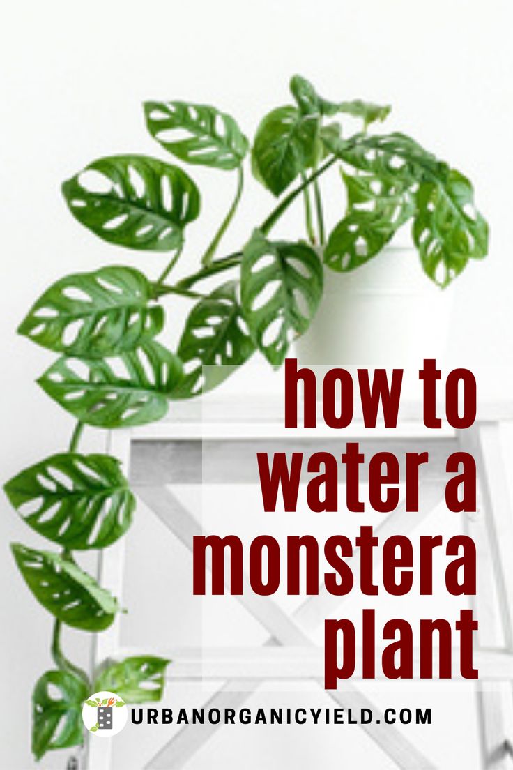 a houseplant plant with the words how to water a monstera plant on it