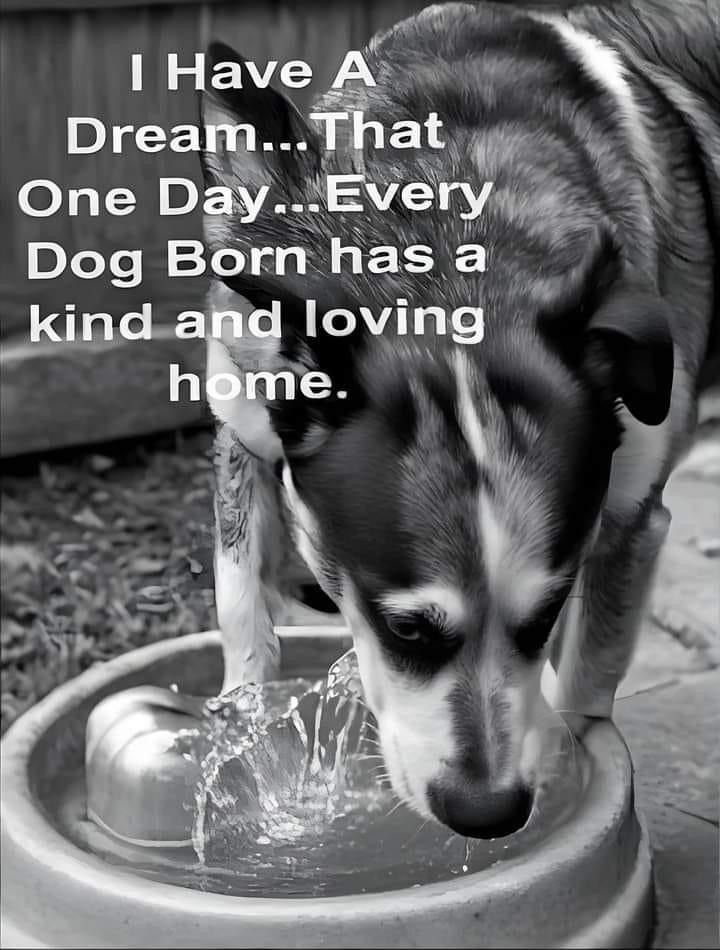 a black and white dog drinking water out of a bowl with the caption, i have a dream that one day every dog born has a kind of loving home