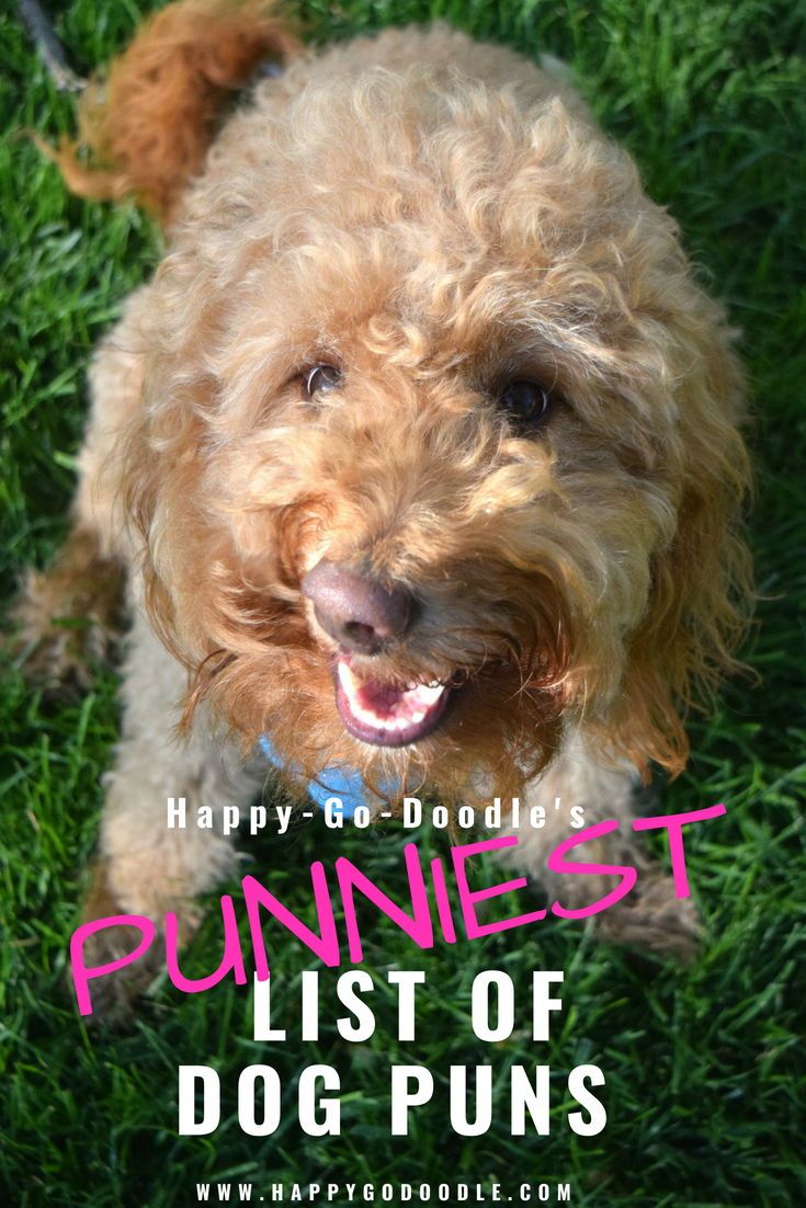 a brown dog with the words happy ce doodles's funniest list of dog puns