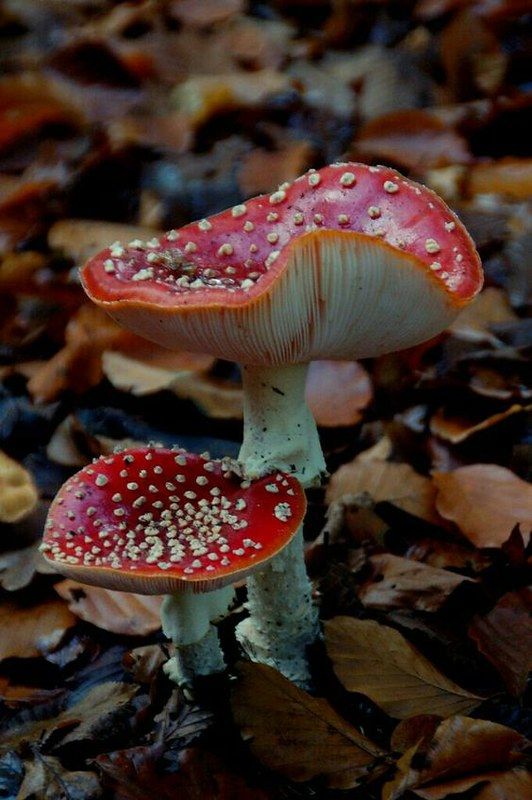 two red mushrooms sitting on top of leaves in the forest with water droplets all over them