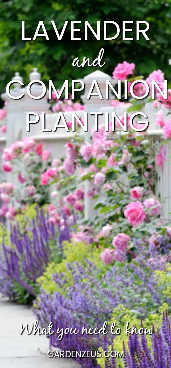 the words lavender and companion planting are in front of pink flowers on a white fence