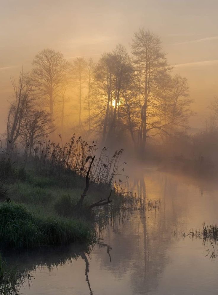 the sun shines through the foggy trees and mist on the water's surface