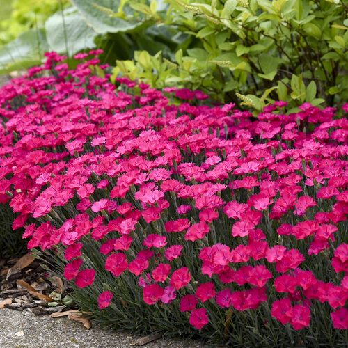 many pink flowers are growing in the garden