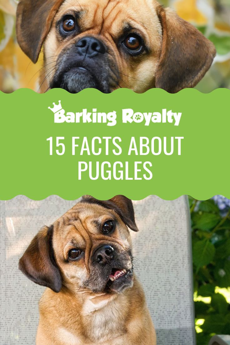 two dogs sitting on top of a chair with the words barking royaltyy 15 fact about puggles