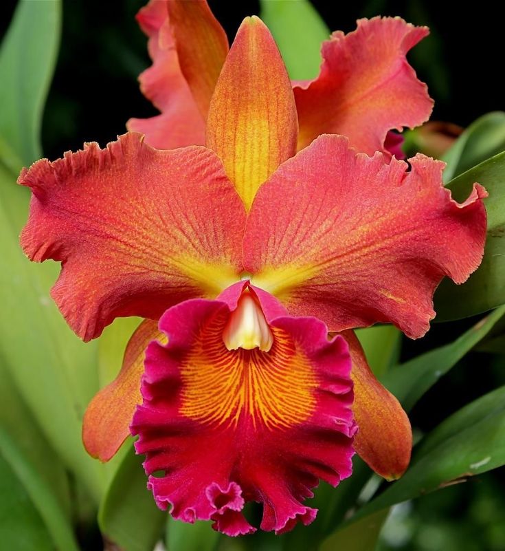 an orange and red flower with green leaves