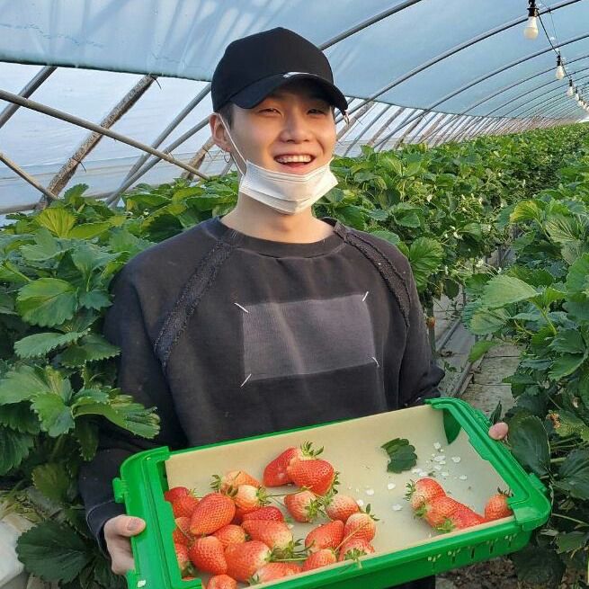 a man holding a tray full of strawberries in a greenhouse with a bandage on his face