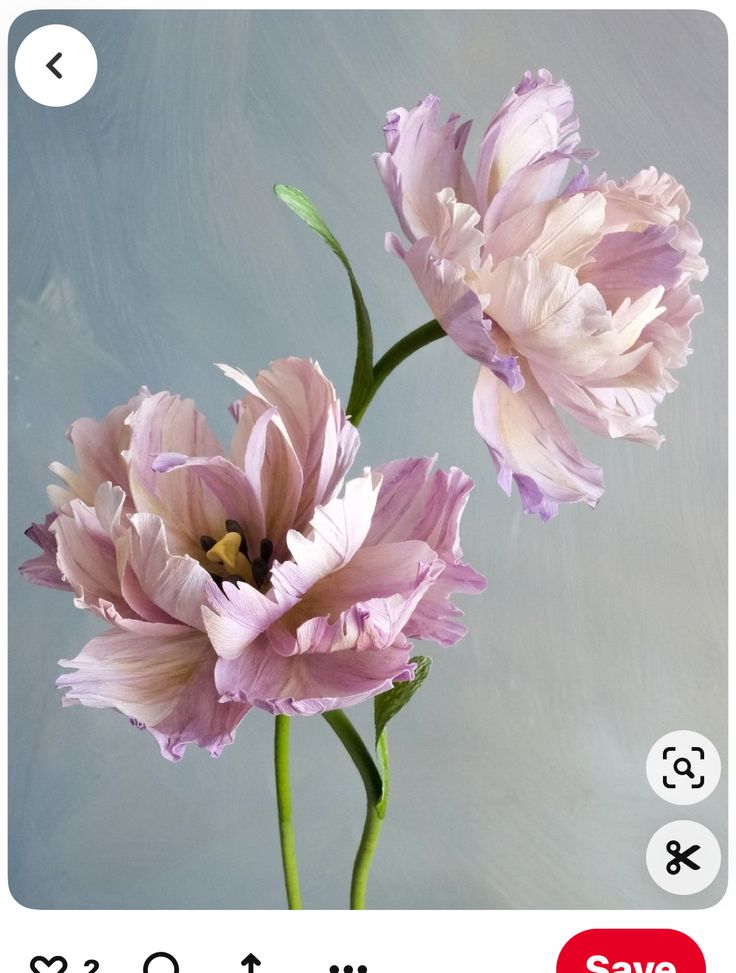 two pink flowers are in a vase on the instagram page