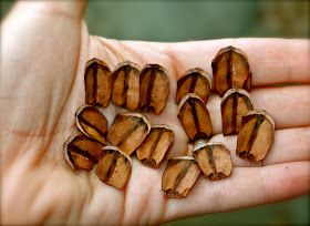 small pieces of wood sitting in the palm of someone's hand