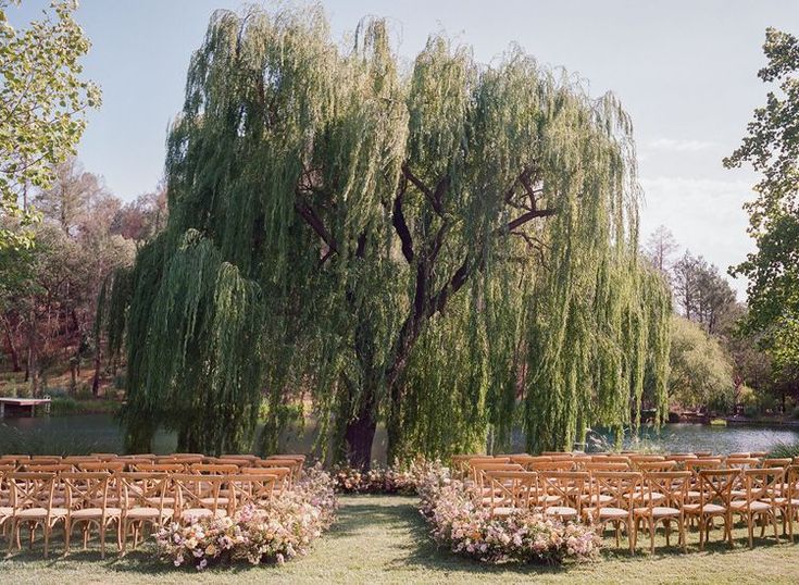 an outdoor ceremony setup with rows of chairs under a willow tree