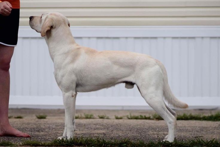 a white dog standing next to a person