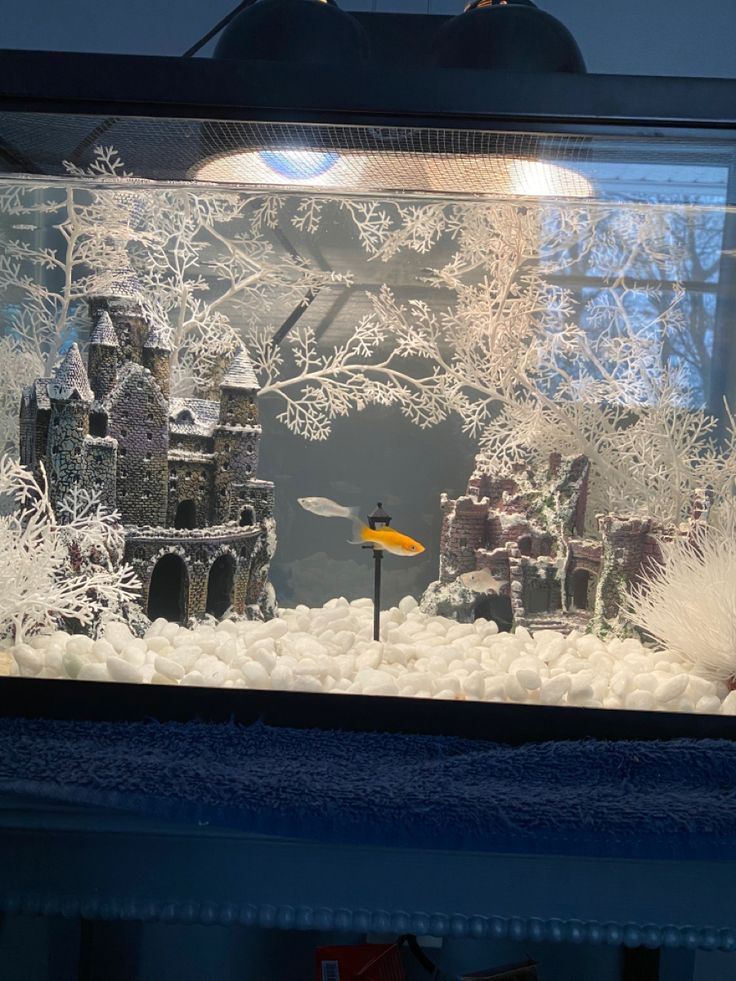 a fish in an aquarium with snow on the ground