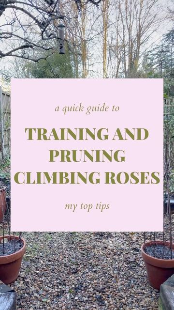 the words training and pruning climbing roses in front of some potted plants