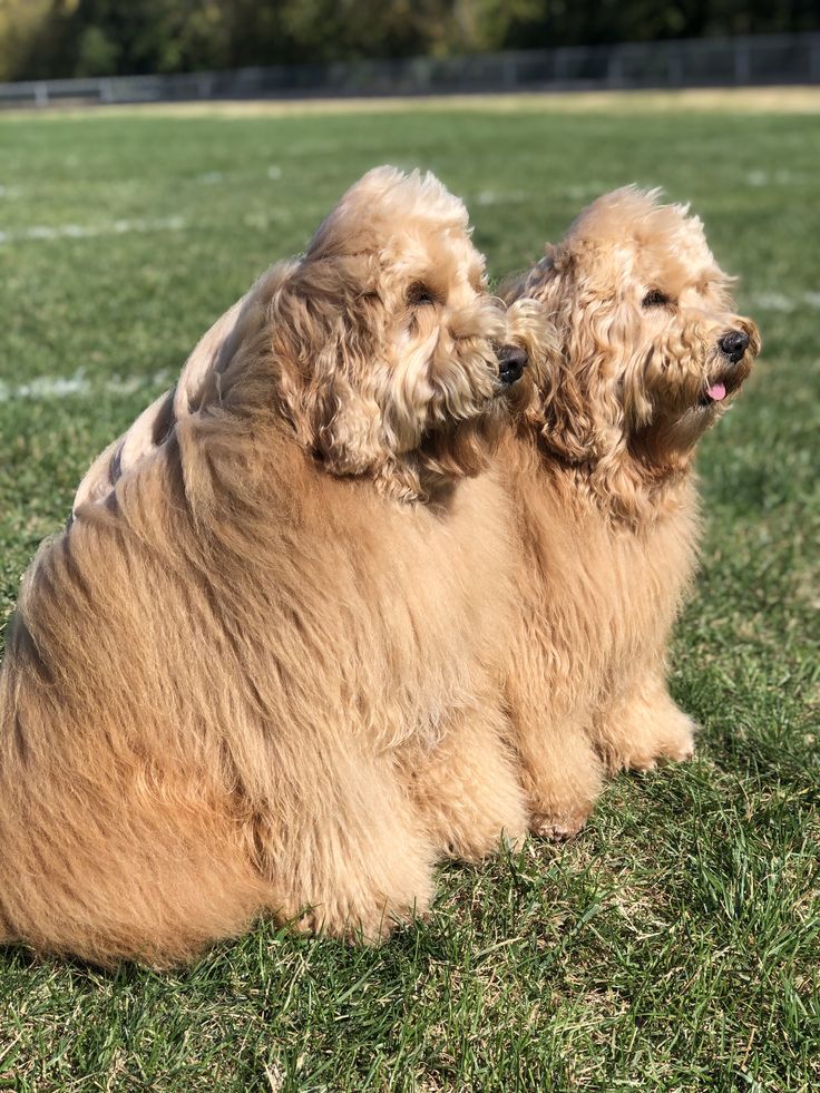 two brown dogs sitting on top of a lush green field