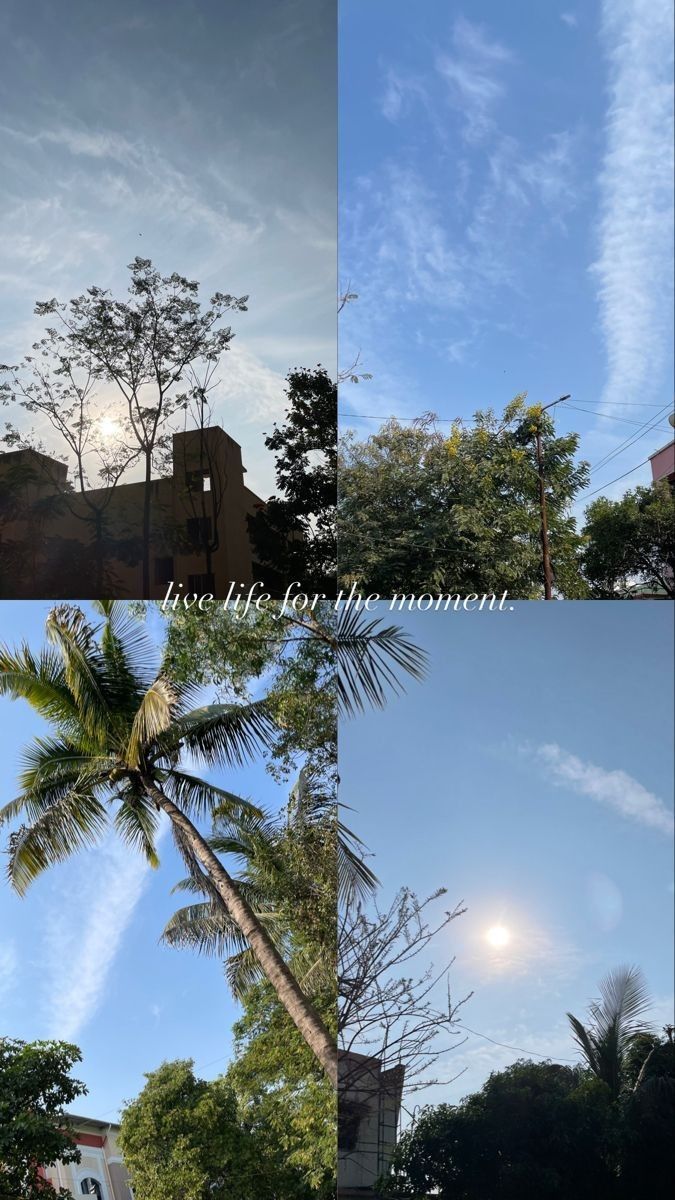 three different shots of trees and the sky