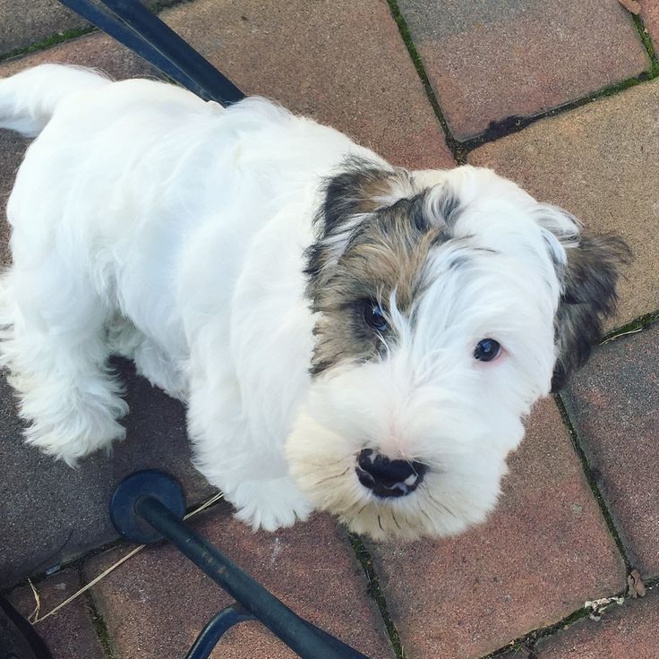 a small white and brown dog standing on top of a brick floor next to a leash