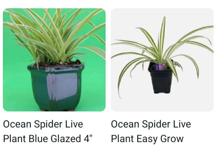 three different types of plants in plastic pots with green background and text that reads ocean spider live, ocean spider live, plant glazed