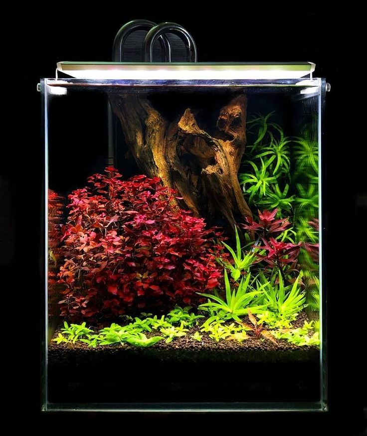 an aquarium filled with plants and water