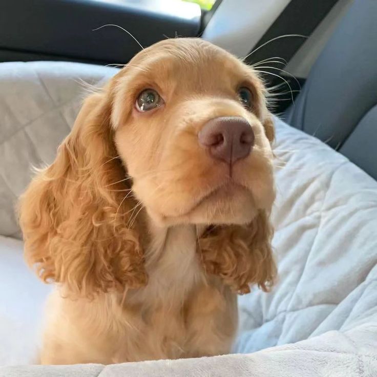 a brown dog sitting in the back seat of a car looking up at the camera