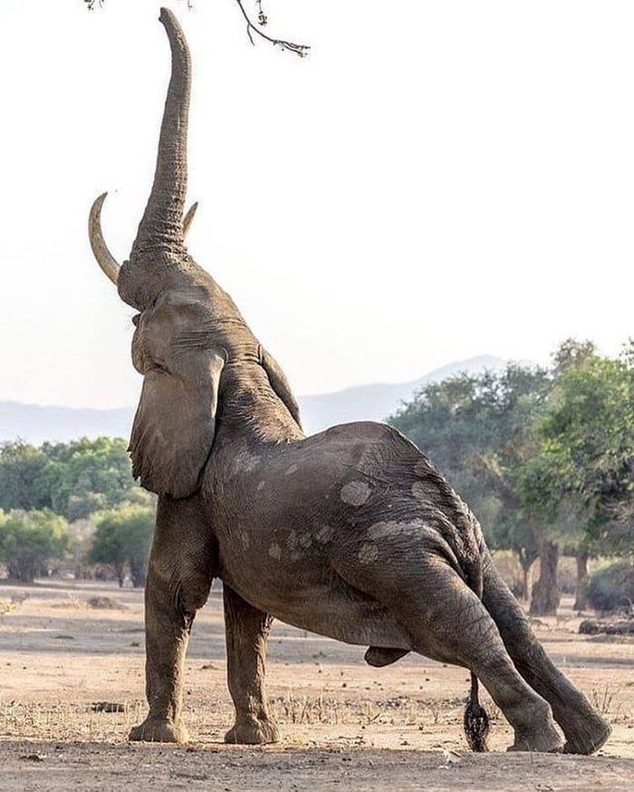 an elephant standing on its hind legs with it's trunk up in the air