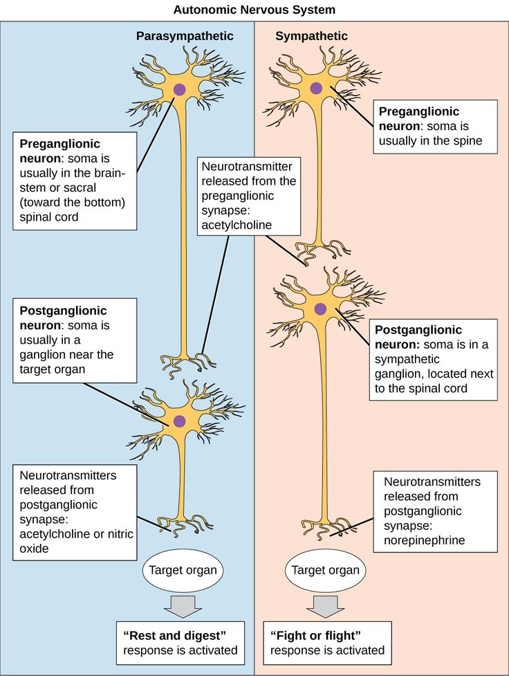 a diagram showing the functions of nematic nervous systems in humans and their surroundings