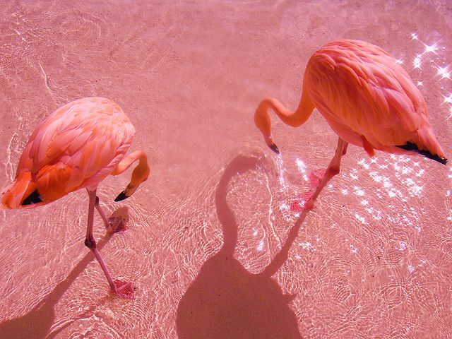 two pink flamingos standing in the water with words saying surf nashville on top of them