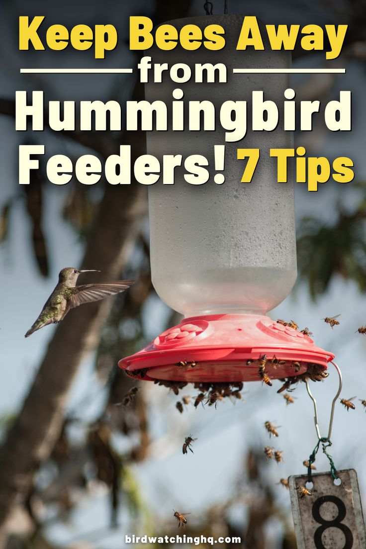 Simple and easy ways to keep bees away and only have hummingbirds at your feeders. Details on how to keep wasps, hornets and yellow jackets away. Diy Hummingbird Feeder, Backyard Birds Watching, Hummingbird Food, Hummingbird Nectar, Hummingbird House, Hummingbird Plants, Hummingbird Feeder, Hummingbird Garden, How To Attract Hummingbirds