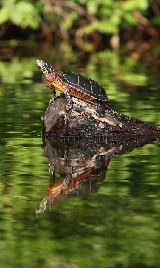 a small turtle sitting on top of a rock in the middle of some water with green plants