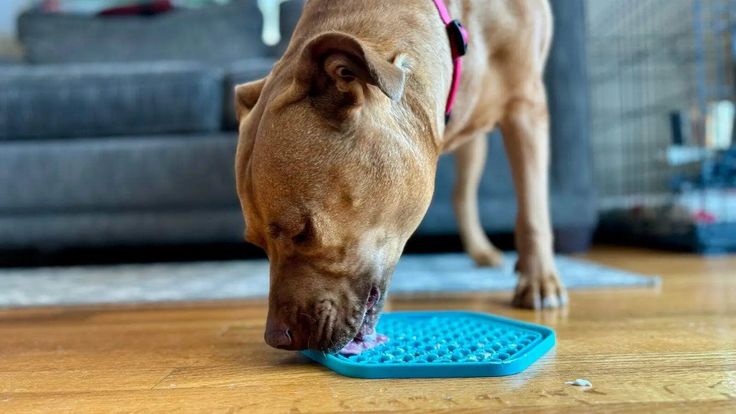 a brown dog chewing on a blue toy