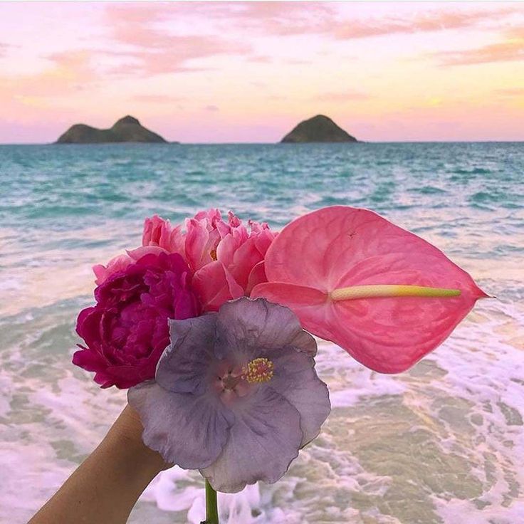 pink and purple flowers are held up by someone's hand on the beach at sunset