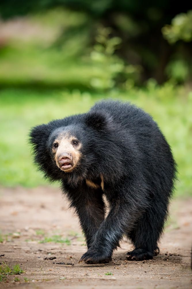 a small black bear walking across a dirt road next to green grass and trees in the background