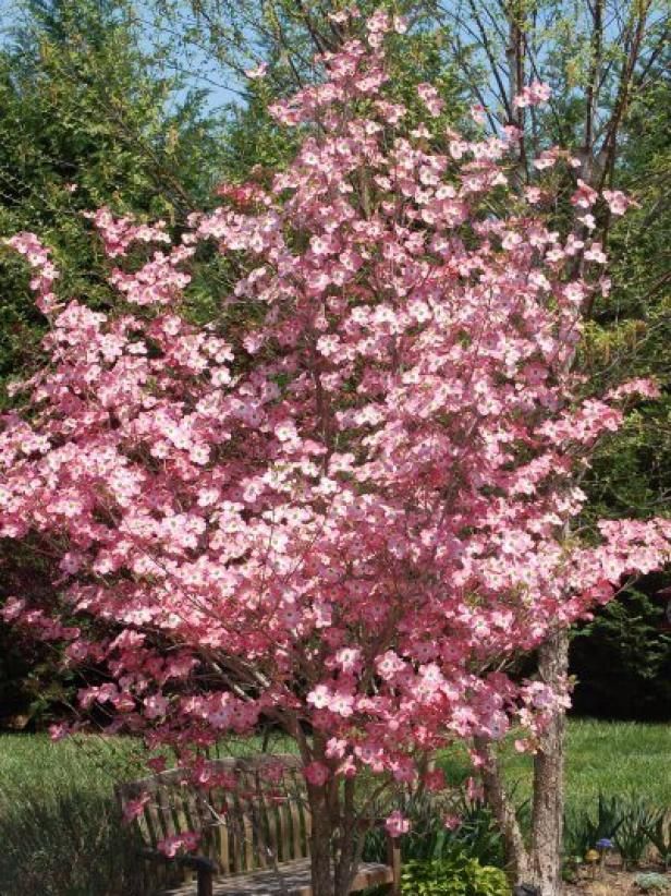 a tree with pink flowers is in the middle of a park bench and some bushes