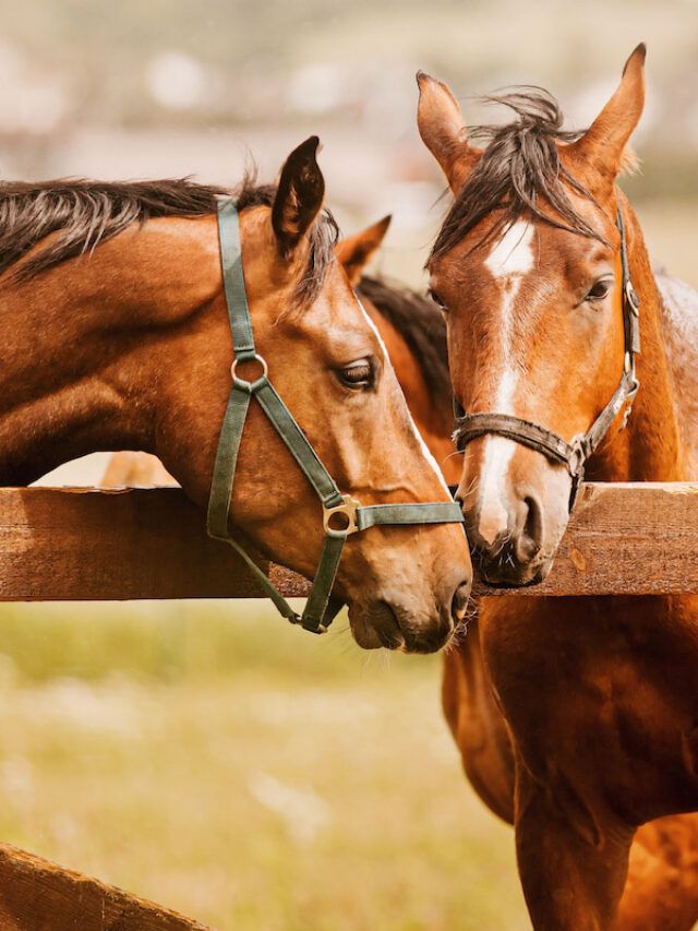 two brown horses standing next to each other near a wooden fence with their heads touching noses