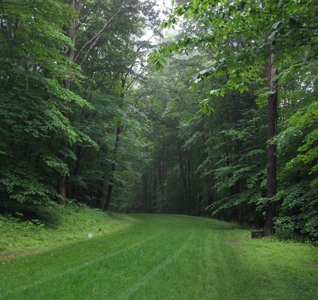 an empty road surrounded by trees in the middle of a green field with lots of grass