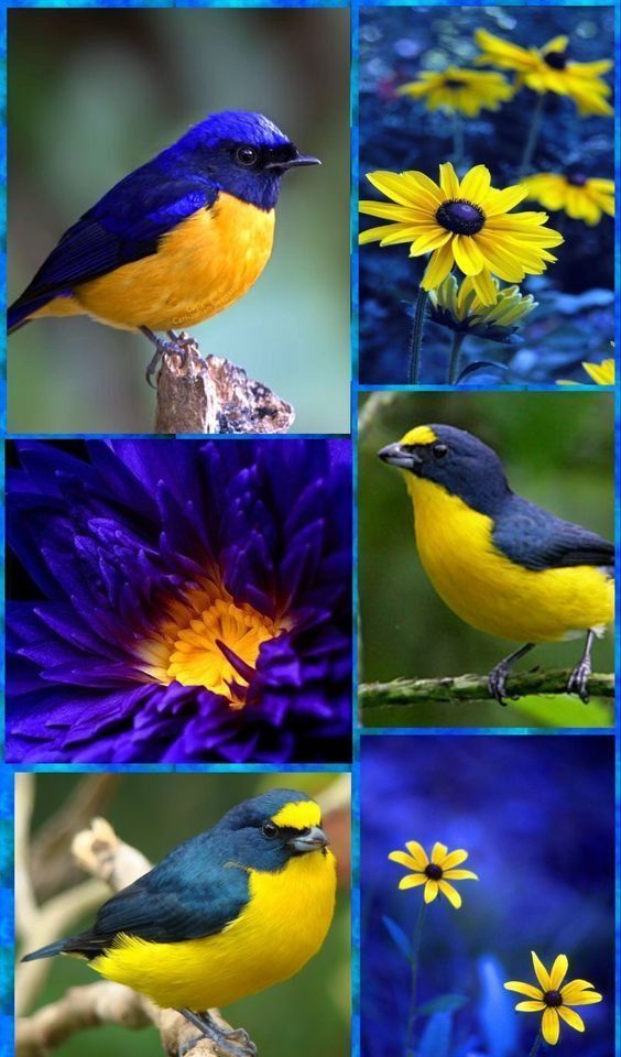 four pictures of different birds sitting on top of purple and yellow flowers in front of blue background