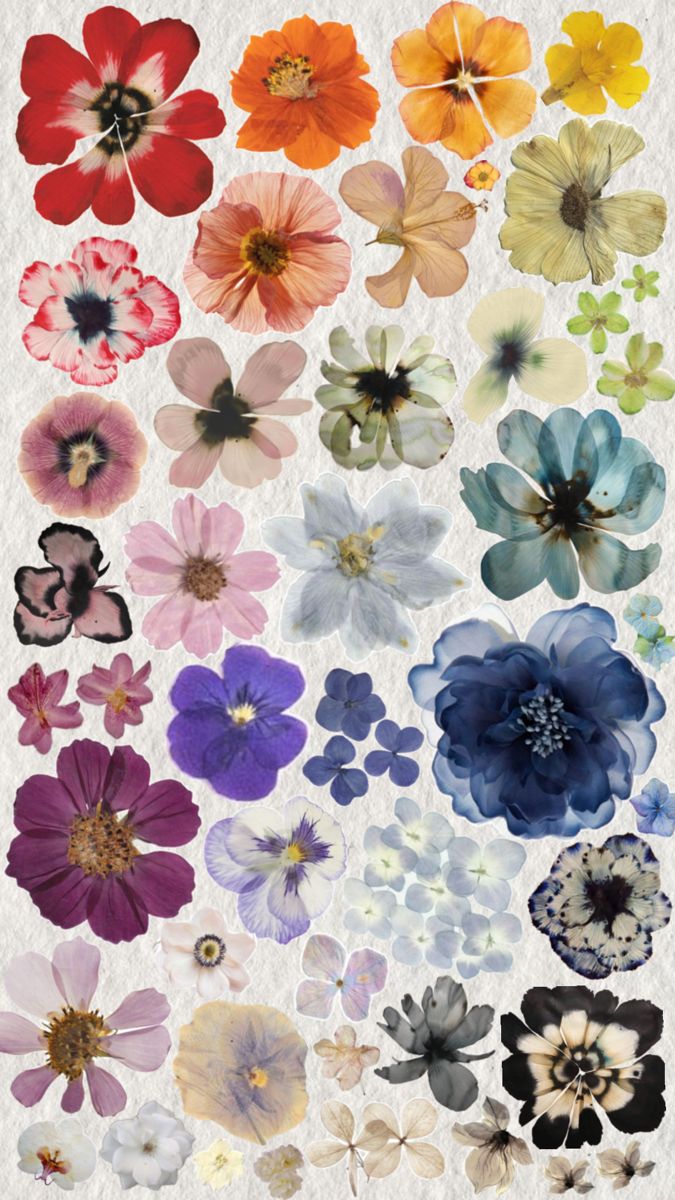 an assortment of different colored flowers on a white background