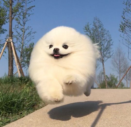 a small white dog is running in the air