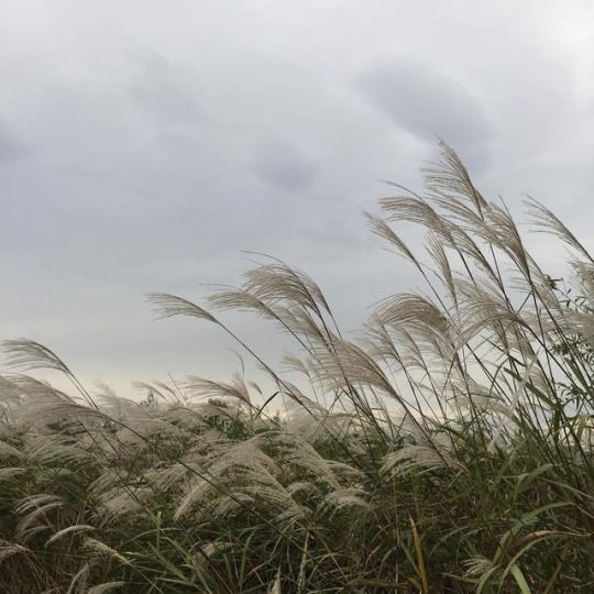 tall grass blowing in the wind on a cloudy day