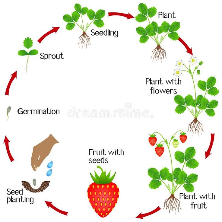 the life cycle of a strawberry plant