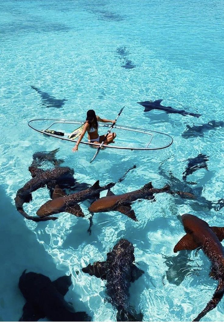 a woman riding on top of a surfboard in the ocean surrounded by shark sharks