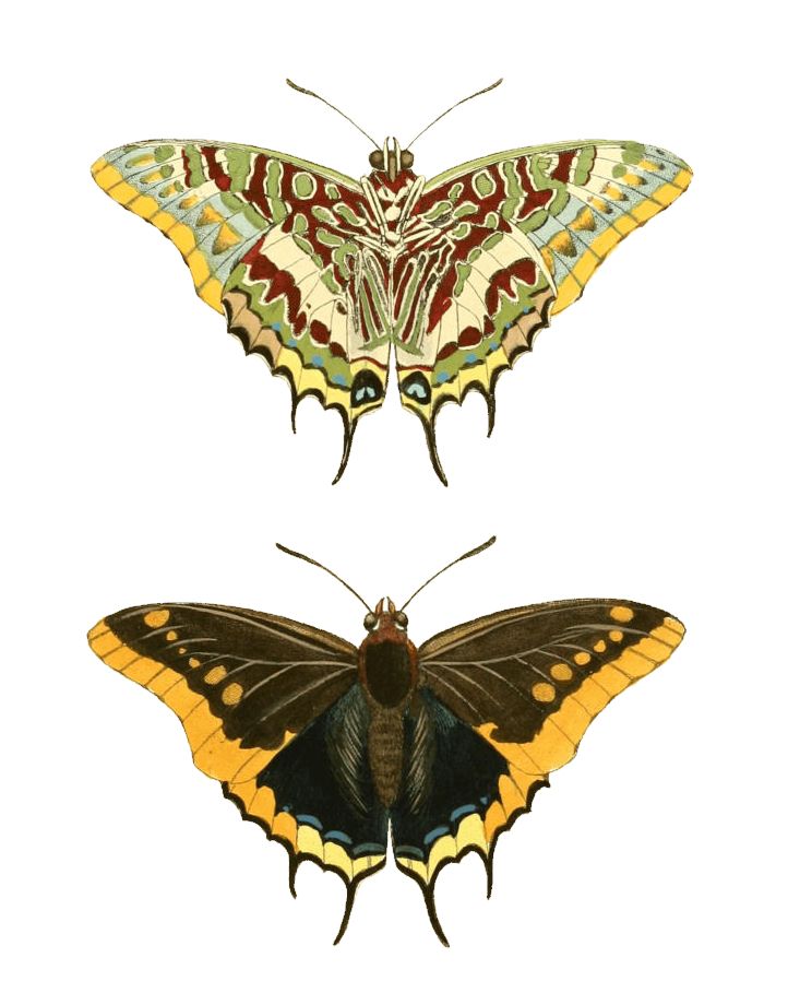 two butterflies with different colors on their wings