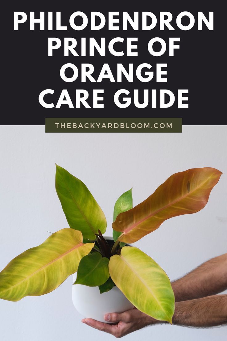 Philodendron Prince of Orange Care Prince Of Orange, Orange Plant, Orange Leaves, Orange Leaf, Plants Indoor, House Plants Indoor, One Moment, Its Beautiful, How To Take