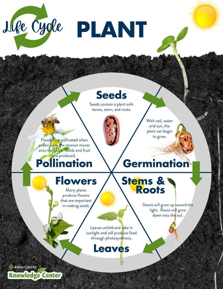 the life cycle of plants is shown in this graphic above it's description, which includes